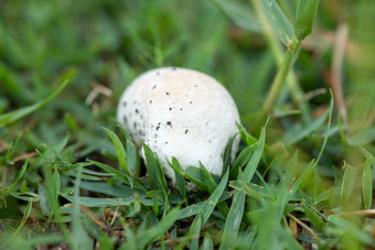 下雨后地里冒出的蘑菇