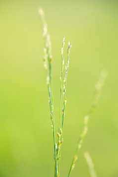 微距绿色植物背景清新