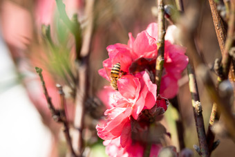 盛开的<strong>桃花</strong>冬季