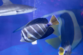 水族馆海洋动物鱼类水母