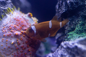 水族馆海洋动物鱼类水母