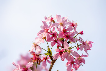 春日唯美小清新粉色樱花