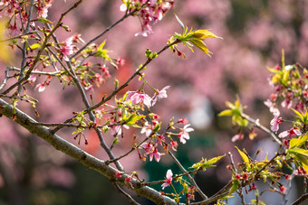 春日唯美小清新粉色樱花