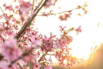 航拍樱花树花开春天