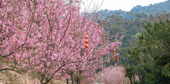 春日唯美小清新粉色樱<strong>花</strong>