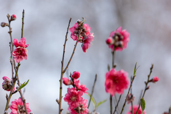 盛开的桃花冬季