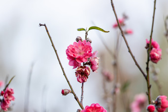 盛开的桃花冬季