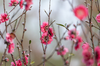 盛开的桃花冬季