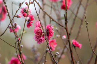 盛开的<strong>桃花</strong>冬季