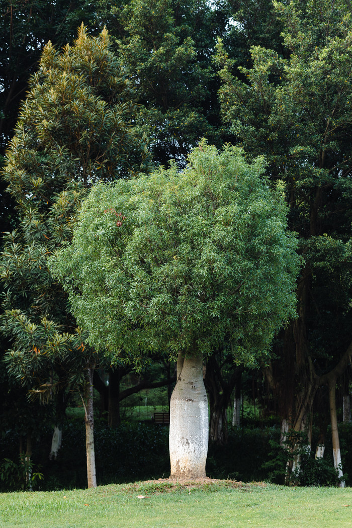 微距动植物