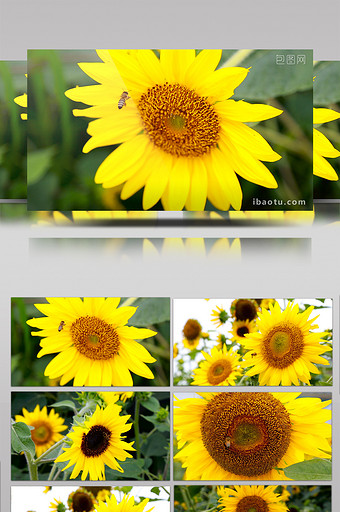 勤劳的蜜蜂和向日葵高清实拍图片