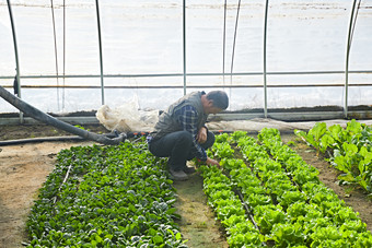 冬季在种植绿色蔬菜大棚工作的农民伯伯