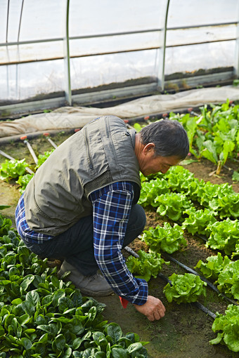 冬季在种植绿色蔬菜大棚工作的农民伯伯