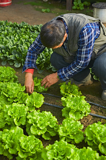 冬季在种植绿色蔬菜大棚工作的农民伯伯