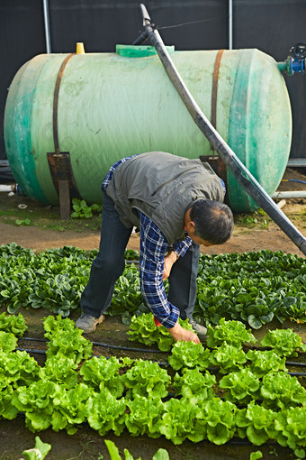 冬季在种植绿<strong>色</strong>蔬菜大棚工作的农民伯伯