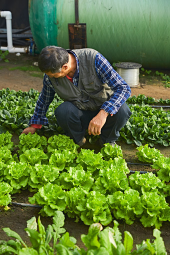 冬季在种植绿色蔬菜大棚工作的农民伯伯