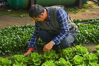 冬季在种植绿色蔬菜大棚工作的农民伯伯