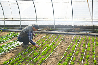 冬季在种植绿色蔬菜大棚工作的农民伯伯