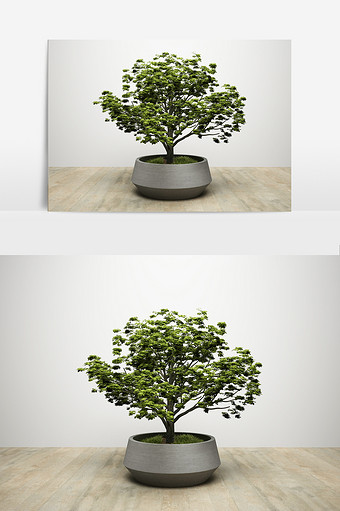 多叶植物模型效果图片