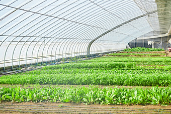 冬季里的农业种植绿色蔬菜大棚