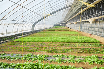冬季里的农业种植绿色蔬菜大棚