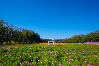 河北省沽源县库伦淖景区的花园花海