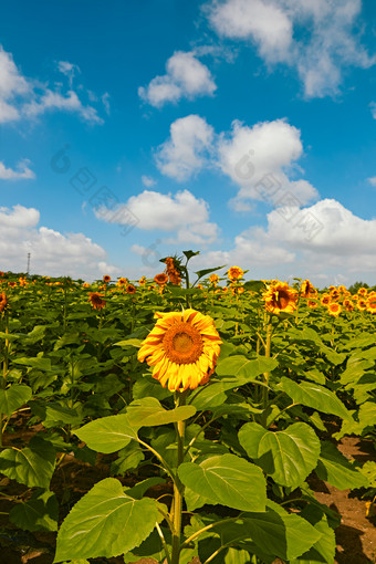 夏季户外绚丽<strong>缤纷</strong>的向日葵花田