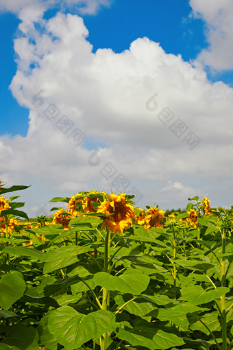 夏季户外绚丽缤纷的向日葵花田