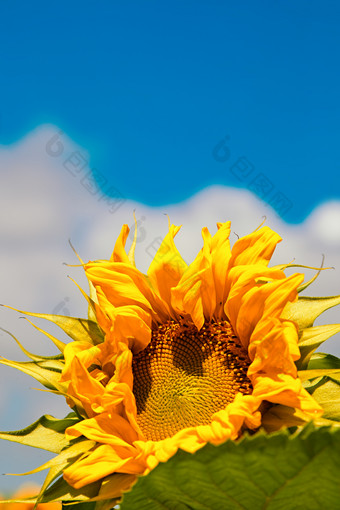 蓝天白云下的向日葵太阳花