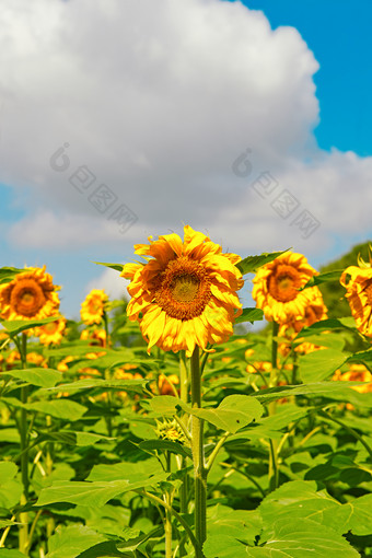 夏季户外绚丽<strong>缤纷</strong>的向日葵花田