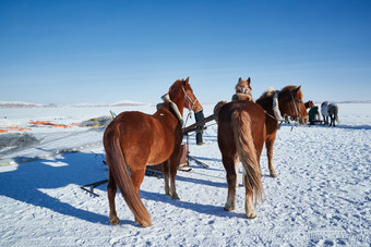 <strong>冬季</strong>冻结的湖面上的马匹