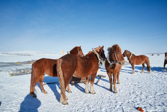 冬季冻结的湖面上的马匹