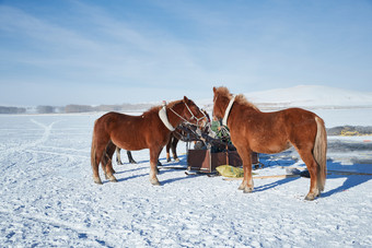 冬季冻结的湖面上的马匹