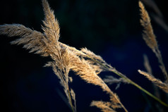 夕阳下随风飘动的枯黄芦苇草