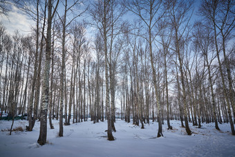 冬季森林自然风景
