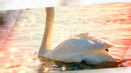 流动转场图像视差唯美特效图文展示AE模版