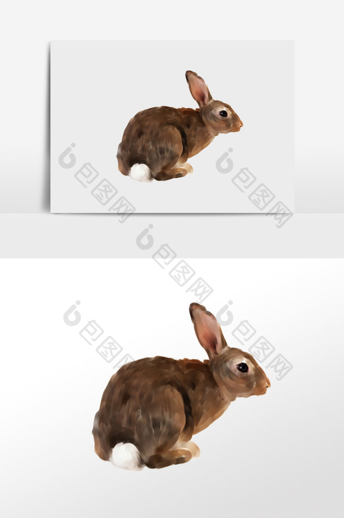 兔子图片图片