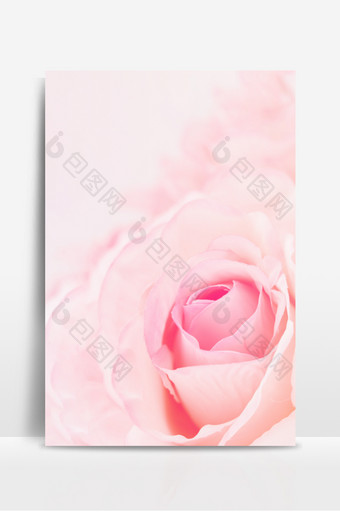 粉色浪漫情侣玫瑰背景图片