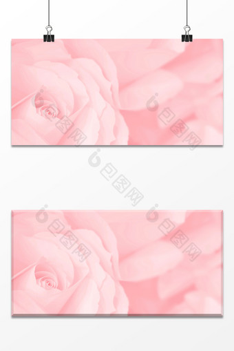 粉色浪漫玫瑰花特写背景图片