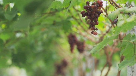 葡萄园多个葡萄品种特写实拍素材