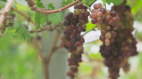 葡萄园多个葡萄品种特写实拍素材