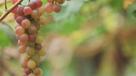 葡萄园多个葡萄品种特写实拍素材