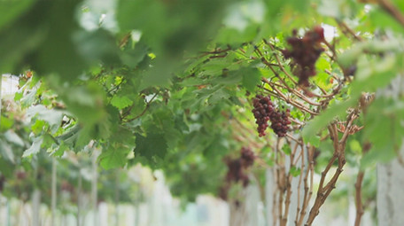 葡萄园多个葡萄品种特写实拍素材