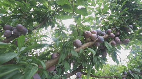 李子脆红李多组视频实拍素材