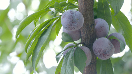 李子脆红李多组视频实拍素材