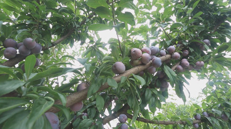 李子脆红李多组视频实拍素材