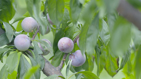 李子脆红李多组视频实拍素材