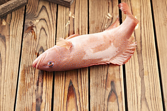 在木板上的鲜活东兴石斑鱼