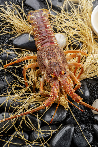 黑色鹅卵石上的鲜活澳洲龙虾仔