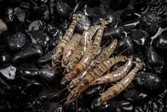 基围虾摆放在布满黑色鹅卵石的水中